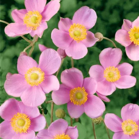 Anemone hupehensis 'Praecox'