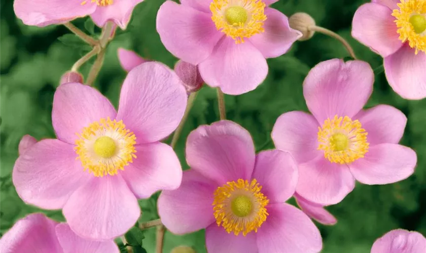 China-Herbst-Anemone 'Praecox'