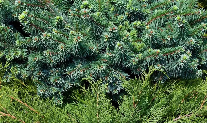 Abies balsamea 'Compacta'