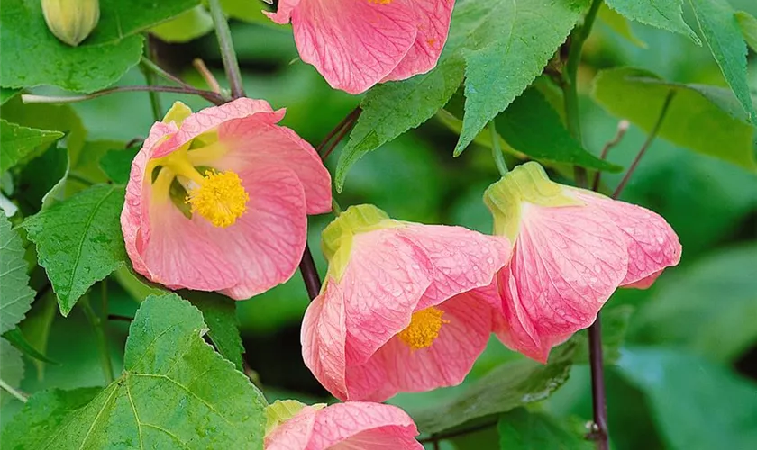 Abutilon 'Sweet Rose'