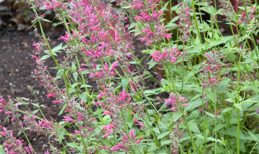 Agastache mexicana 'Raspberry Summer'