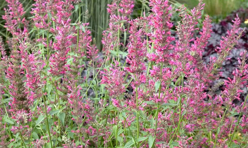 Agastache 'Pink Pearl'