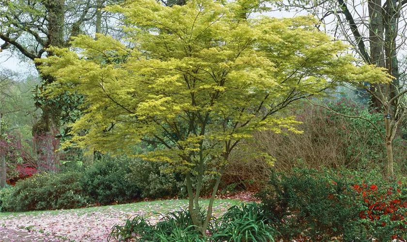 Acer palmatum 'Seiryu', Stamm