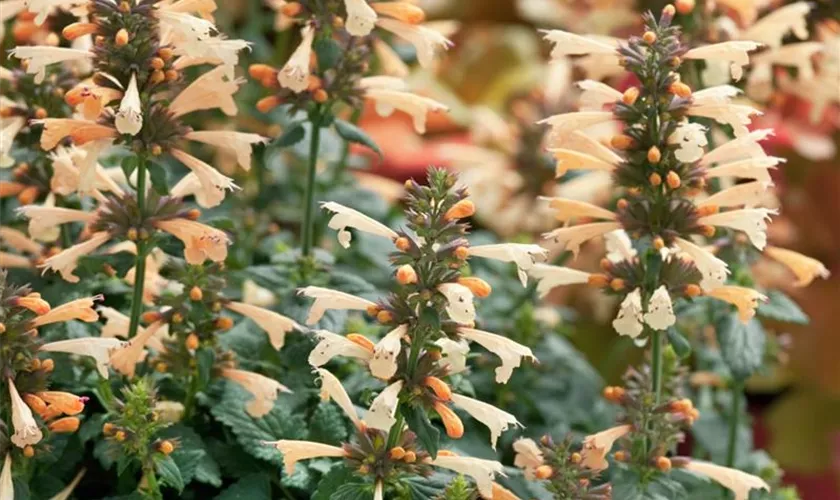 Agastache mexicana 'Summer Glow'®