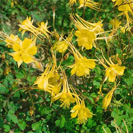 Langspornige Garten-Akelei 'Orange Queen'