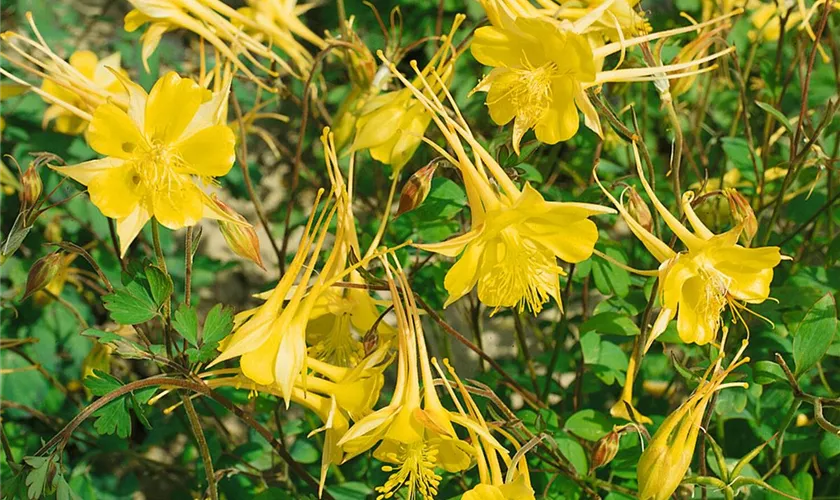 Aquilegia chrysantha 'Orange Queen'