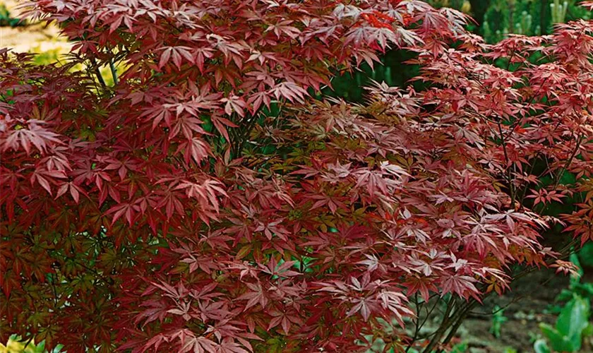 Acer palmatum 'Whitney Red'