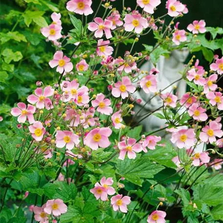 Anemone hupehensis 'Splendens'