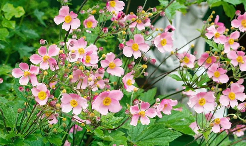 Japan-Herbst-Anemone 'Splendens'