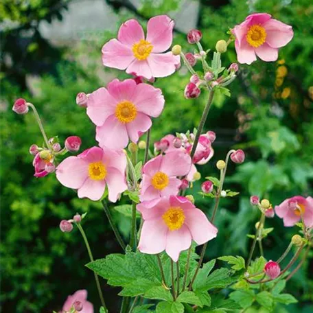 Anemone japonica 'Richard Ahrens'