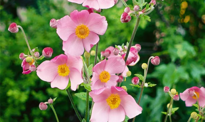 Garten-Herbst-Anemone 'Richard Ahrens'