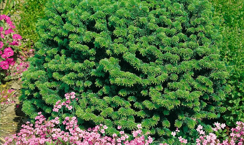 Abies balsamea 'Vermont'