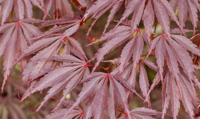 Acer palmatum 'Sherwood Flame'