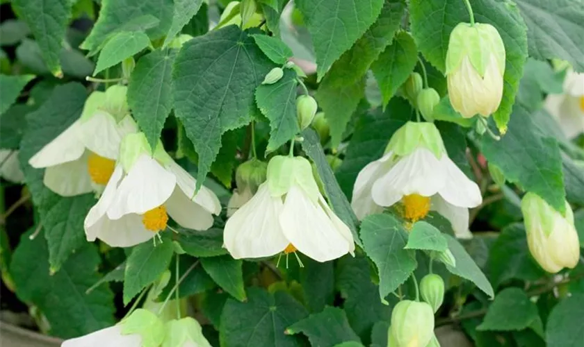 Abutilon 'White King'