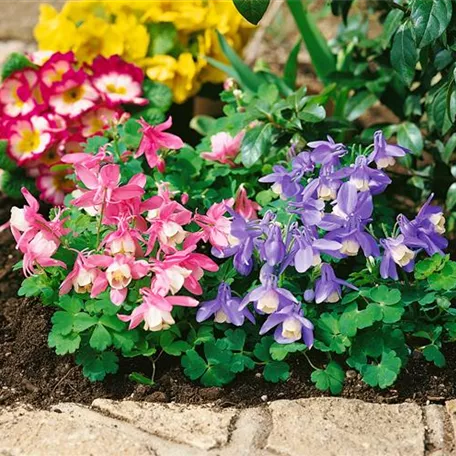 Aquilegia flabellata var. pumila 'Ministar'