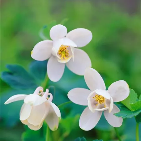 Aquilegia flabellata var. pumila 'Nana Alba'