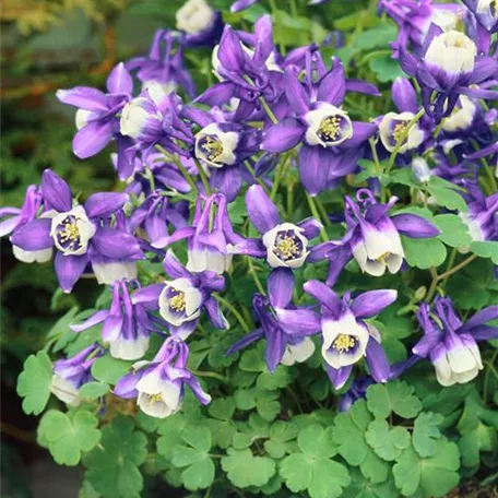 Aquilegia flabellata 'Blue Angel'