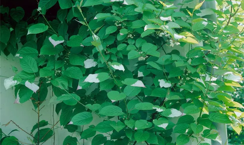 Actinidia kolomikta 'Adam'