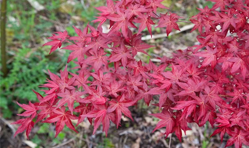 Acer palmatum 'Shin Deshojo'