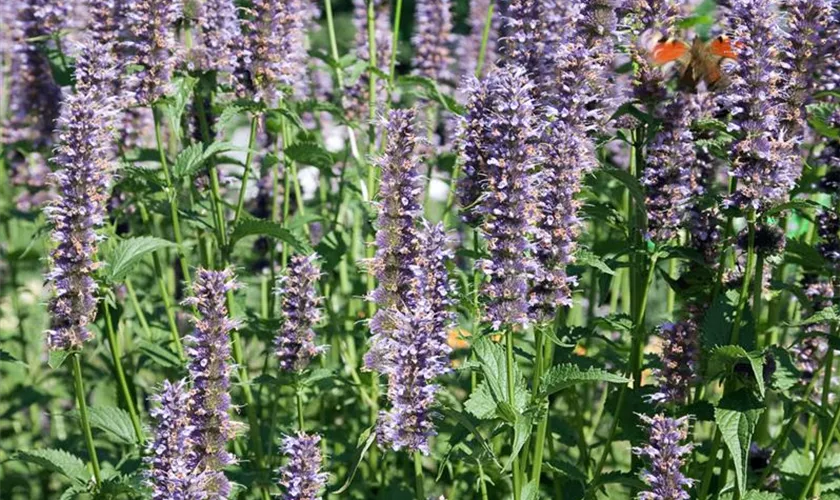 Agastache rugosa 'Black Adder'®