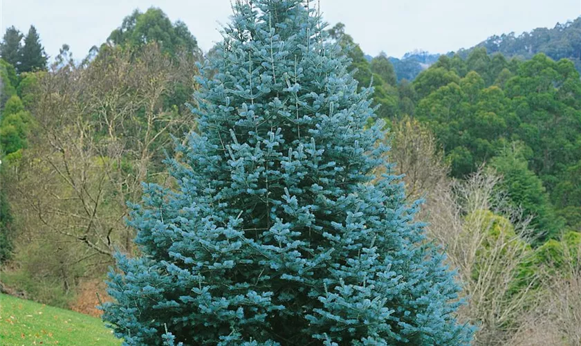 Abies concolor 'Pyramidalis'