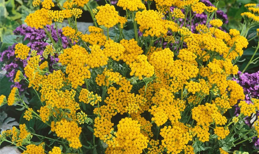 Achillea ageratum