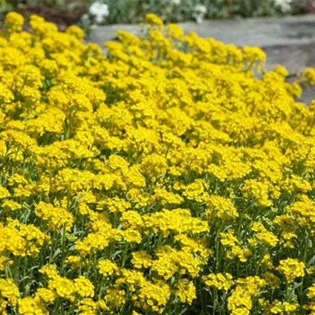 Alyssum montanum 'Luna'