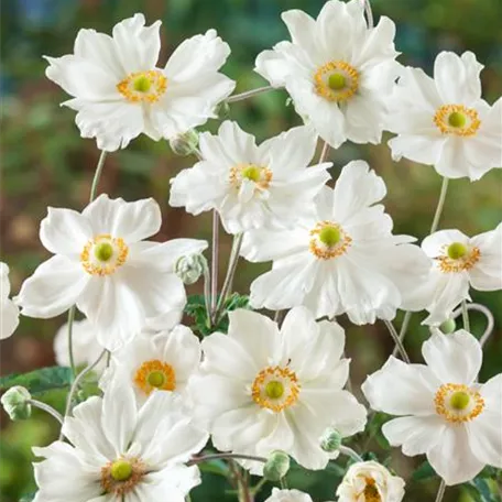 Anemone japonica 'Dreaming Swan'