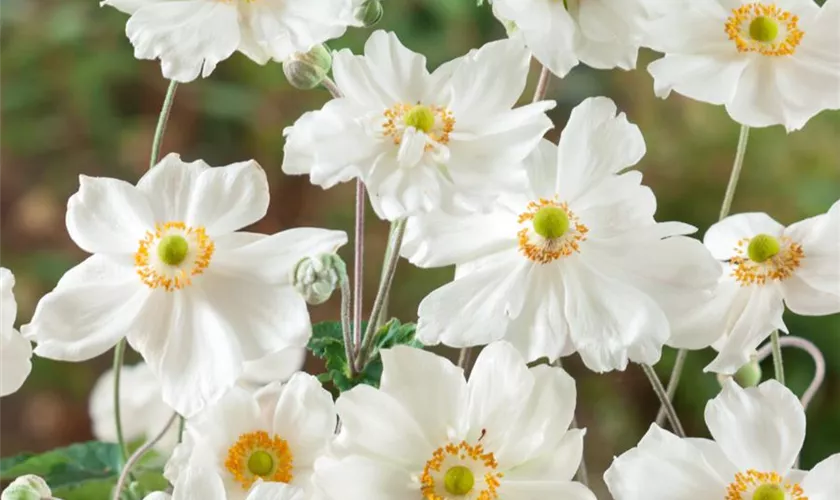 Garten-Herbst-Anemone 'Dreaming Swan'