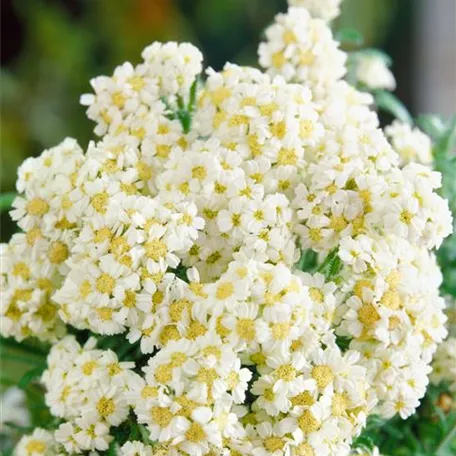 Achillea ageratum 'Moonwalker'