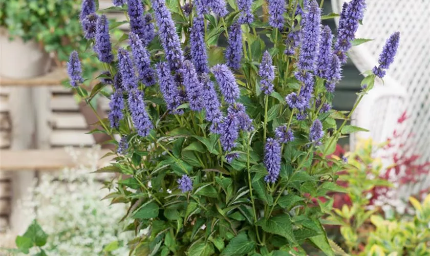 Agastache rugosa 'Serpentine'