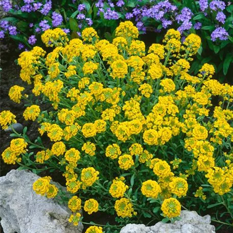 Alyssum montanum 'Tekara'