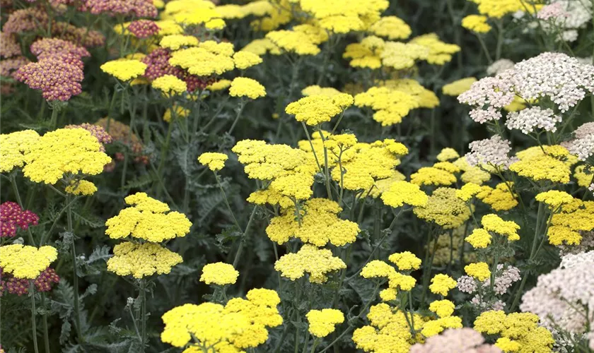 Achillea clypeolata 'Moonshine'