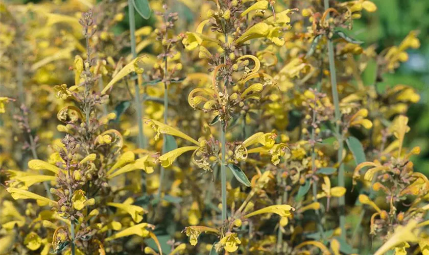 Agastache 'Summer Love Yellow'