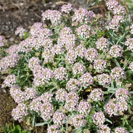 Alyssum spinosum