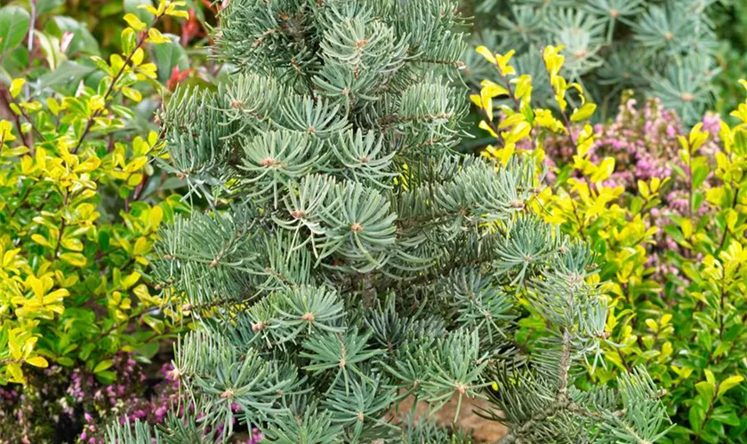 Abies concolor 'Birthday Broom'