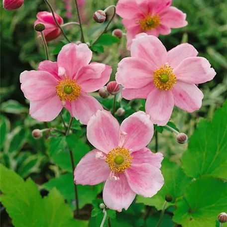 Anemone japonica 'Königin Charlotte'