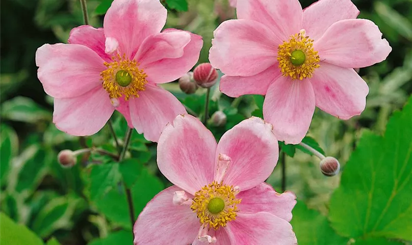 Garten-Herbst-Anemone 'Königin Charlotte'