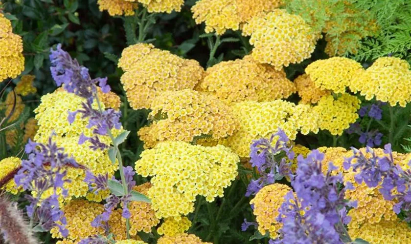 Achillea clypeolata 'Schwellenburg'