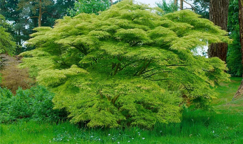 Acer palmatum 'Spreading Star'