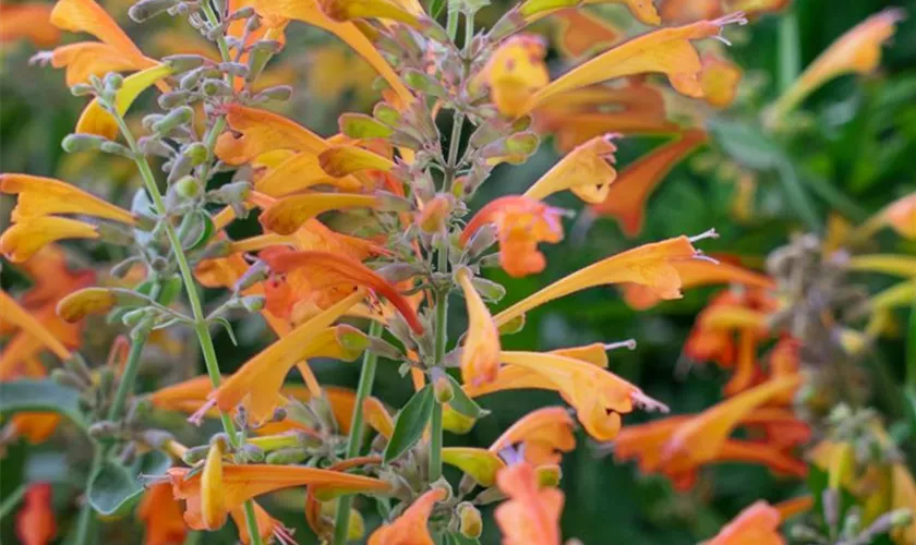 Agastache 'Summer Sunset'