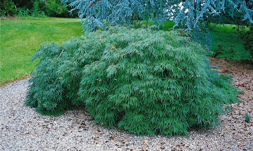 Fächerahorn 'Berry Dwarf'