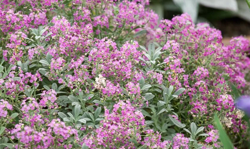 Dorniges Garten-Steinkraut 'Rubrum'