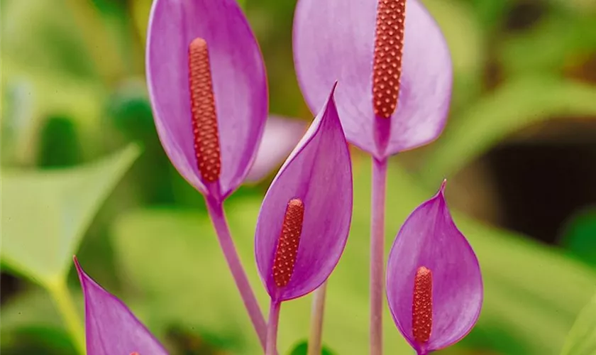 Anthurium x andreanum 'Cavalli'