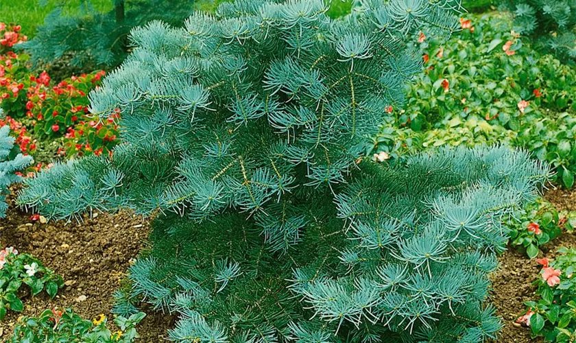 Abies concolor 'Bryce Canyon'