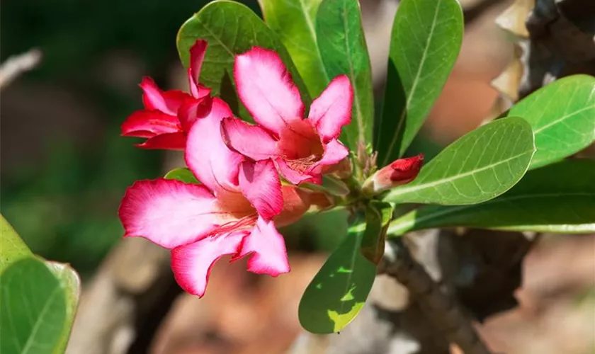 Adenium obesum 'Anouk'