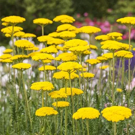 Achillea filipendulina 'Cloth Of Gold'