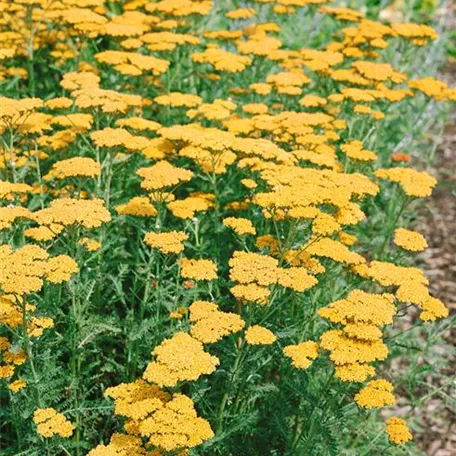 Achillea filipendulina 'Golden Plate'