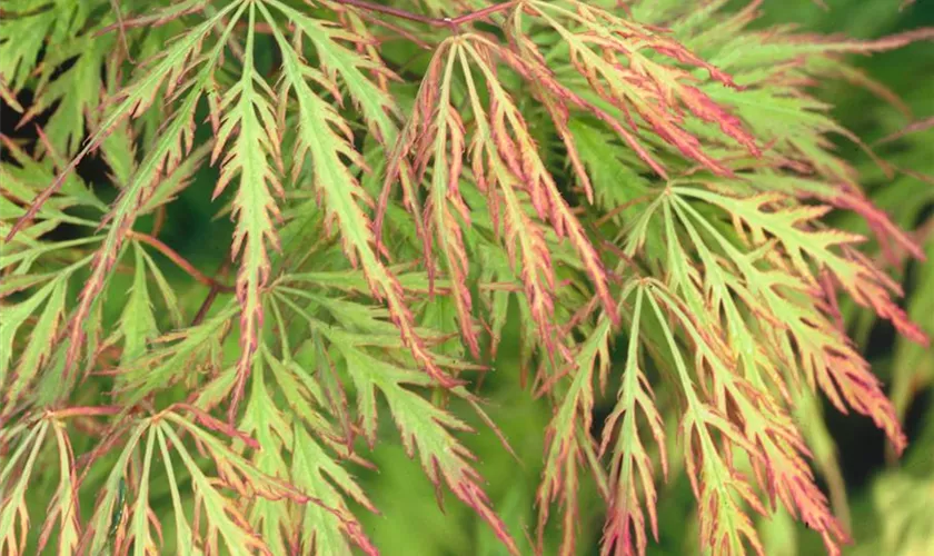 Acer palmatum 'Spring Delight'