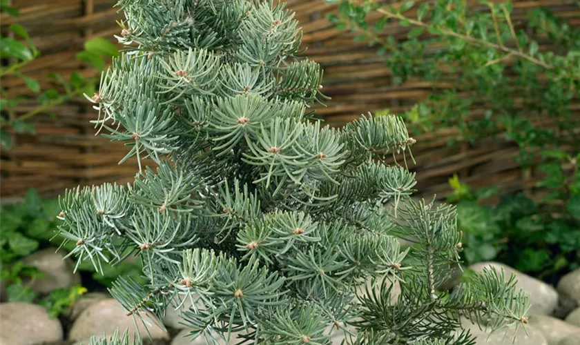 Abies concolor 'Compacta'